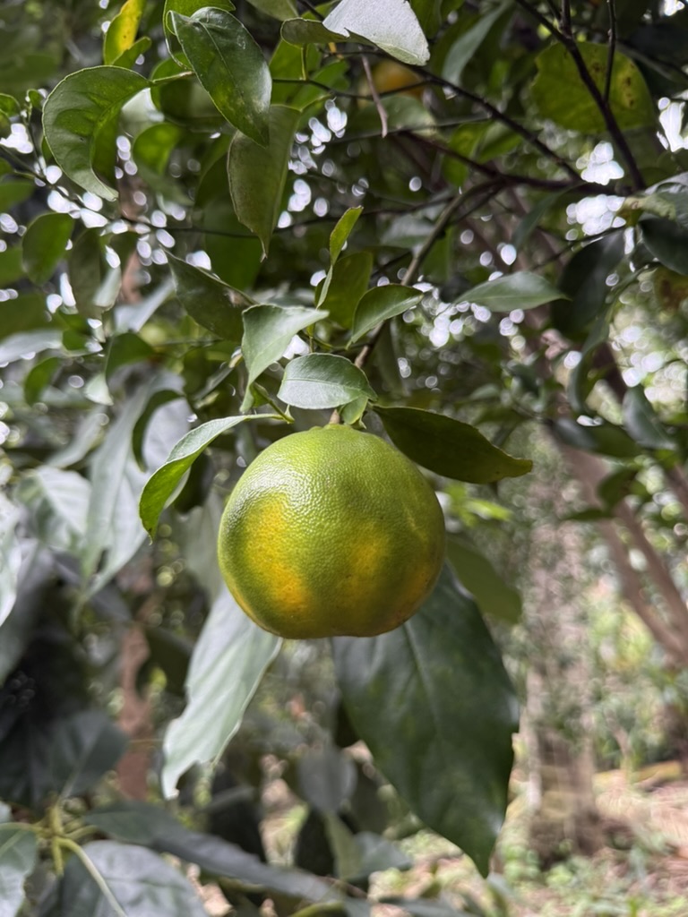 Green citrus ripening on the tree in Colombia