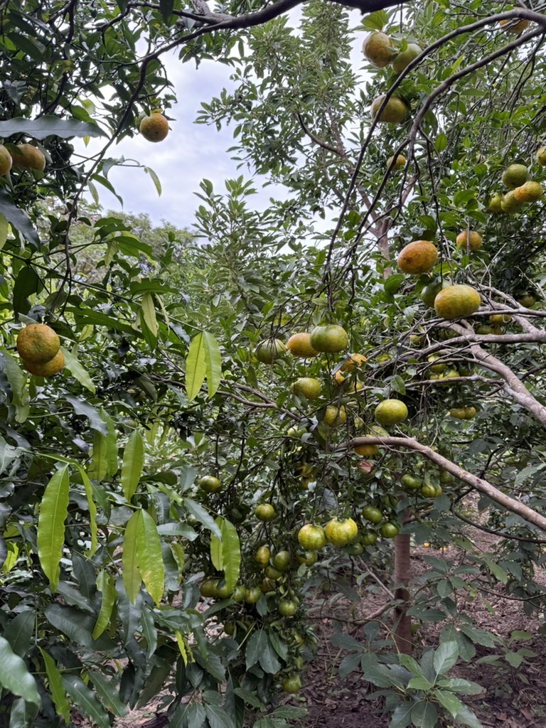 Citrus on the tree in Colombia